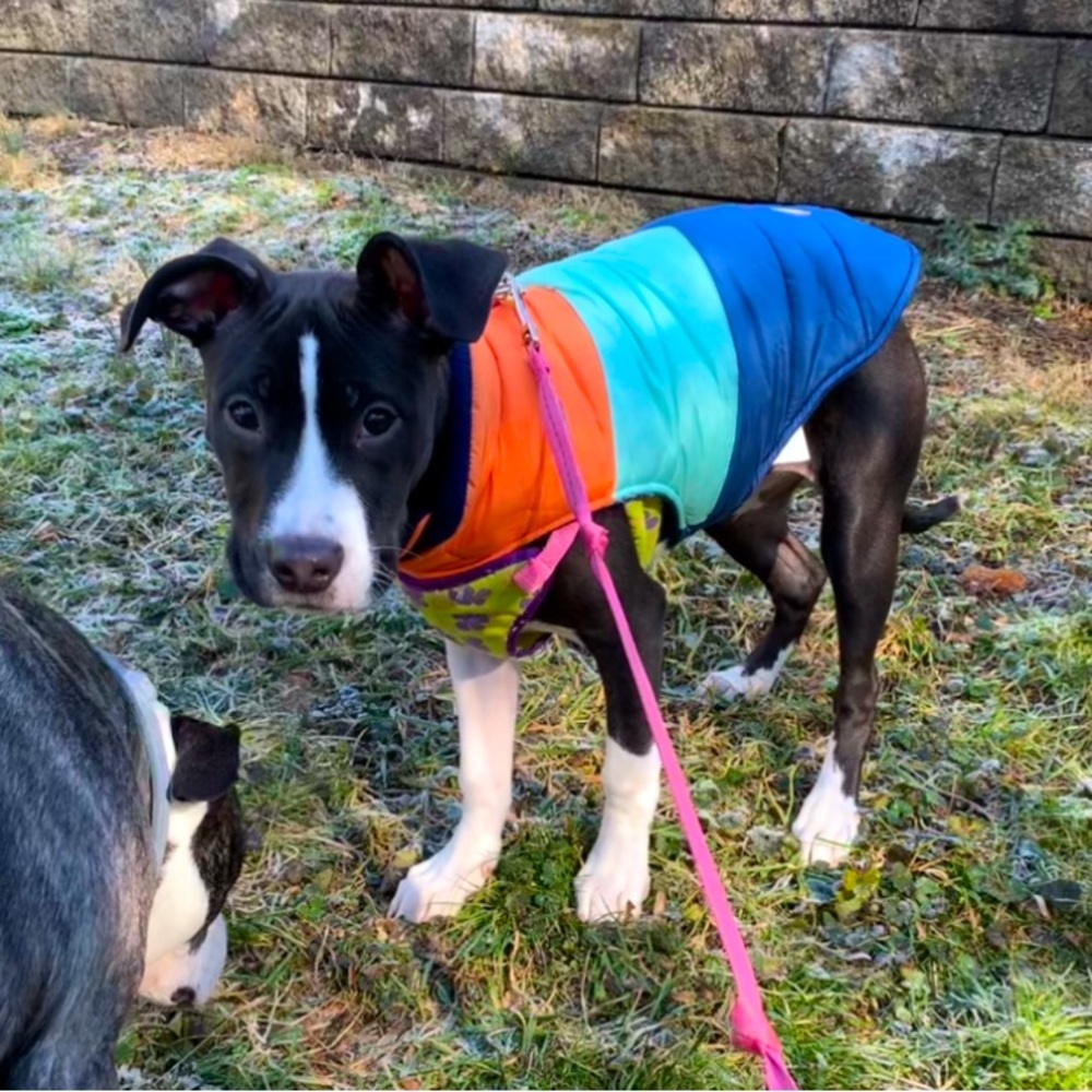 Dog winter jacket coat medium.Heart to tail. Puppy not included